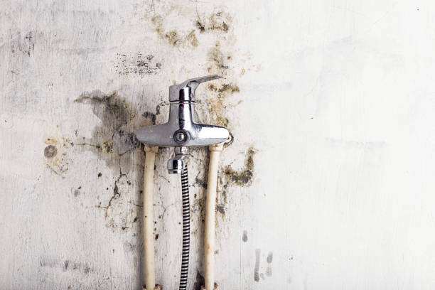 Best Same-Day Mold Removal  in St James, MD