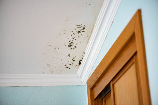 Best Office Mold Removal Services  in St James, MD