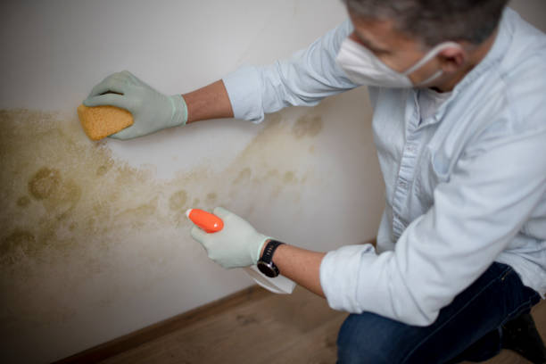 Best Affordable Mold Removal  in St James, MD