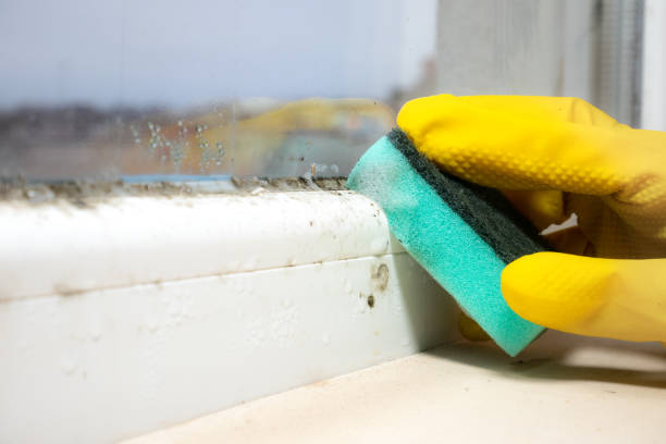 Best Best Mold Removal Companies  in St James, MD