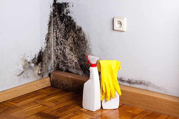 Best Fast Mold Removal  in St James, MD