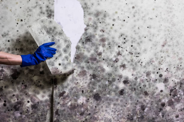 Best Best Mold Removal Companies  in St James, MD