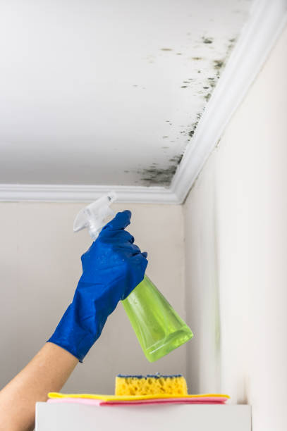Best Toxic Mold Removal  in St James, MD
